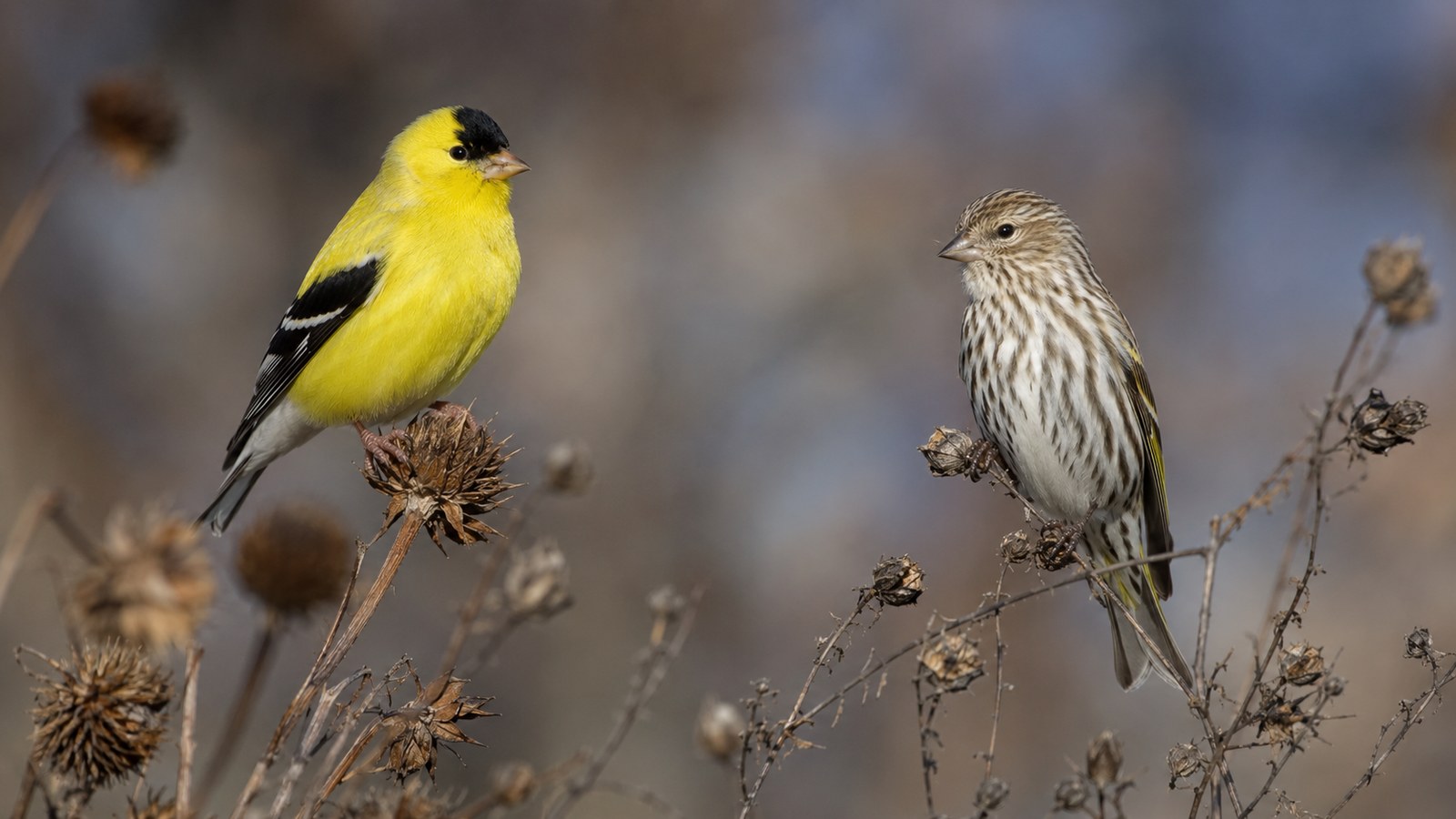 American Goldfinch and Pine Siskin perched among dried seedheads