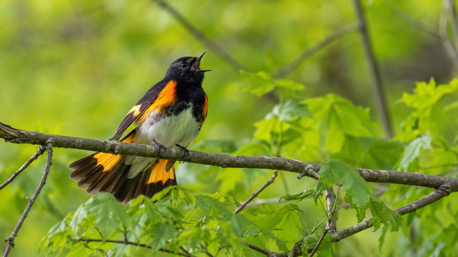 Male American Redstart singing with its orange tail patches visible in spring woodland