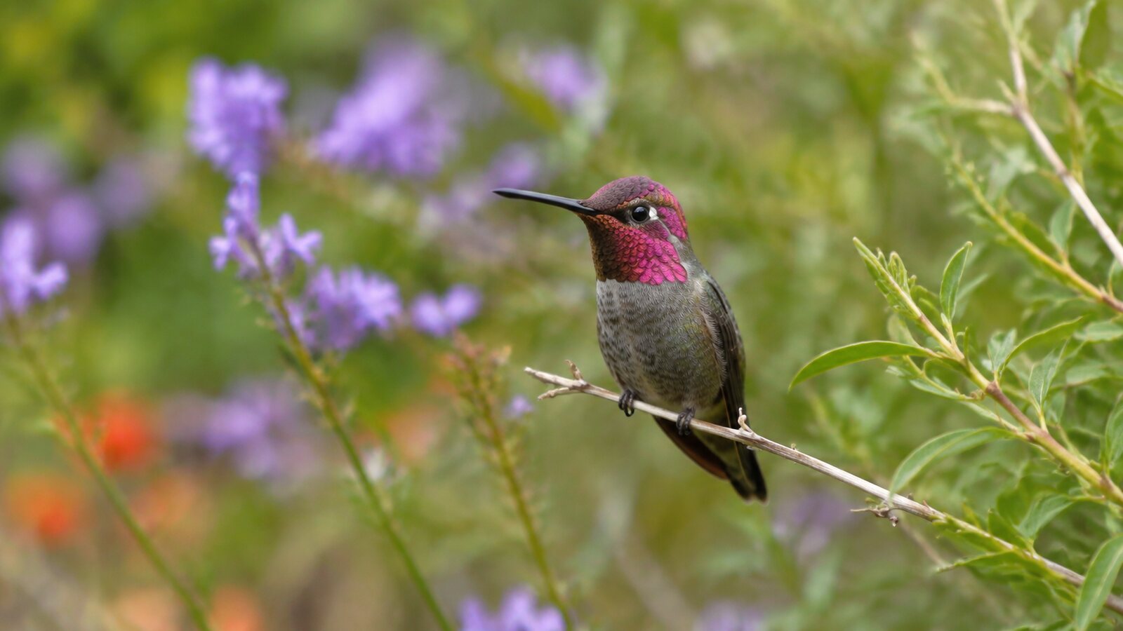 Adult male Anna's Hummingbird showing rose-pink crown and throat in a natural Pacific Coast setting