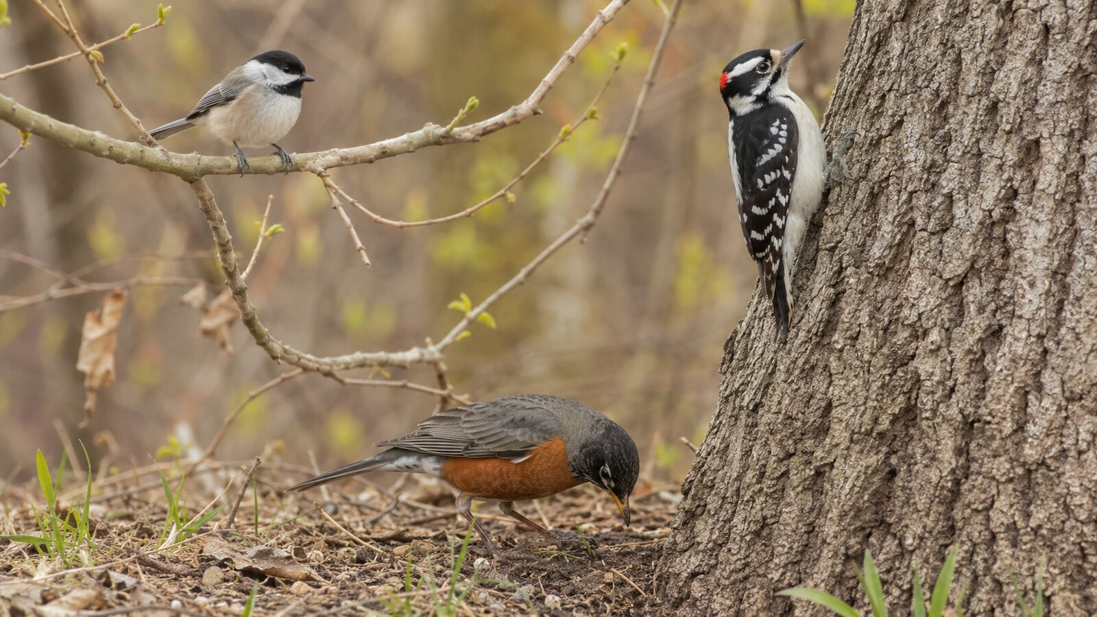 A mix of familiar North American birds gathered in a natural backyard setting