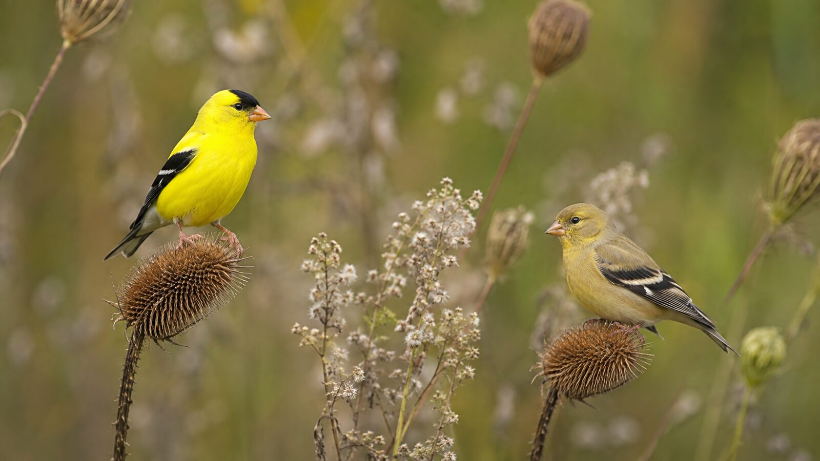 American Goldfinches showing bright breeding and duller seasonal plumage
