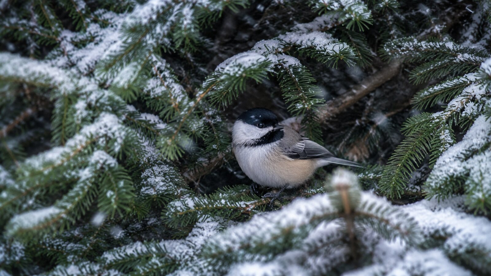 A Black-capped Chickadee sheltered inside dense evergreen branches during falling snow