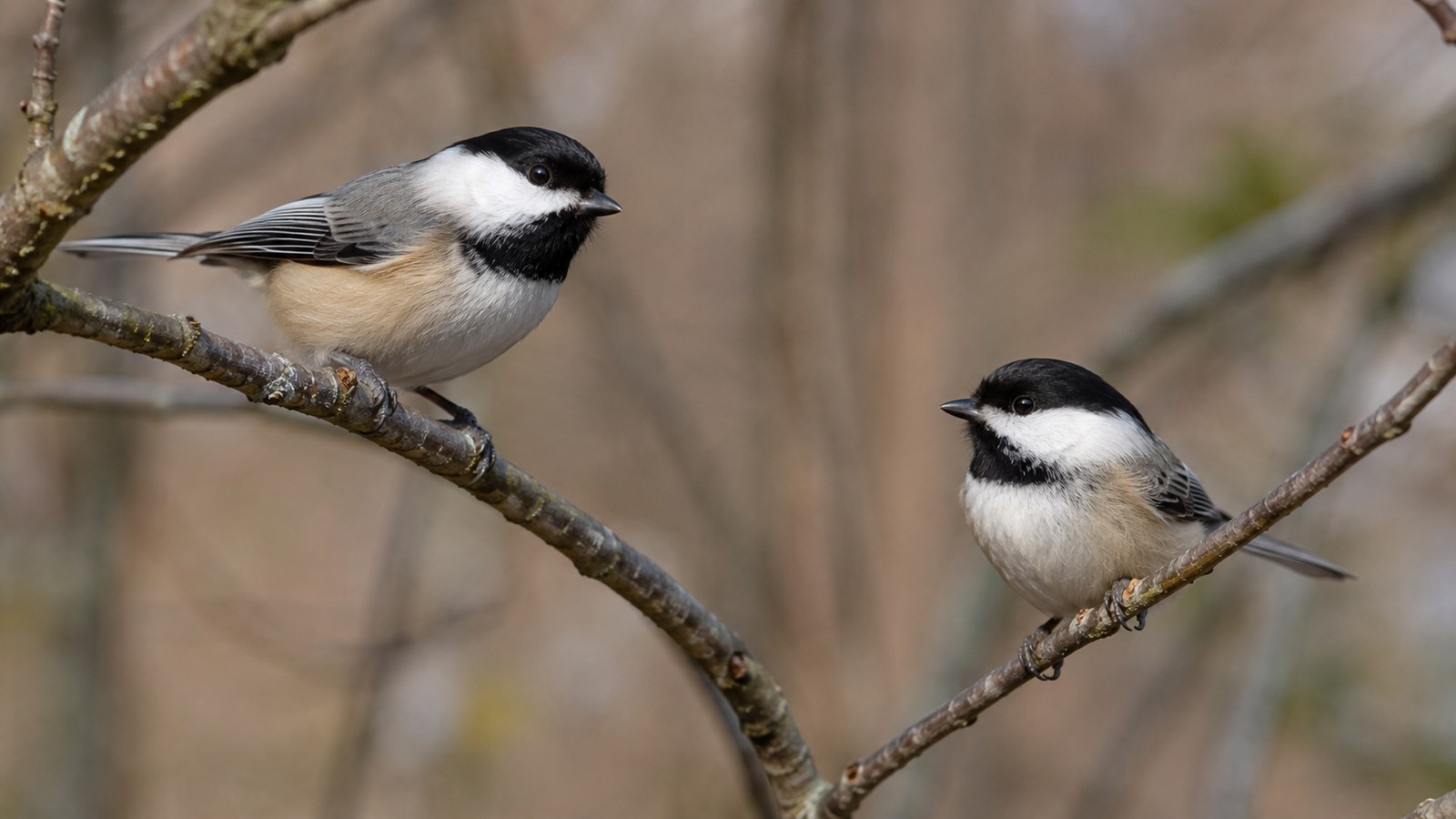 Black-capped and Carolina Chickadees shown side by side on natural branches