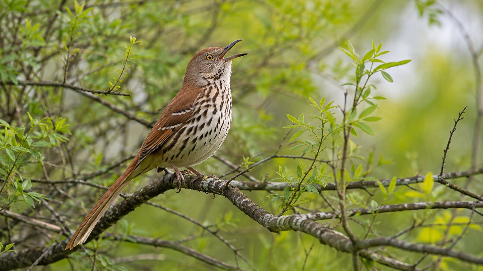 Brown Thrasher singing from a low branch in a dense spring thicket