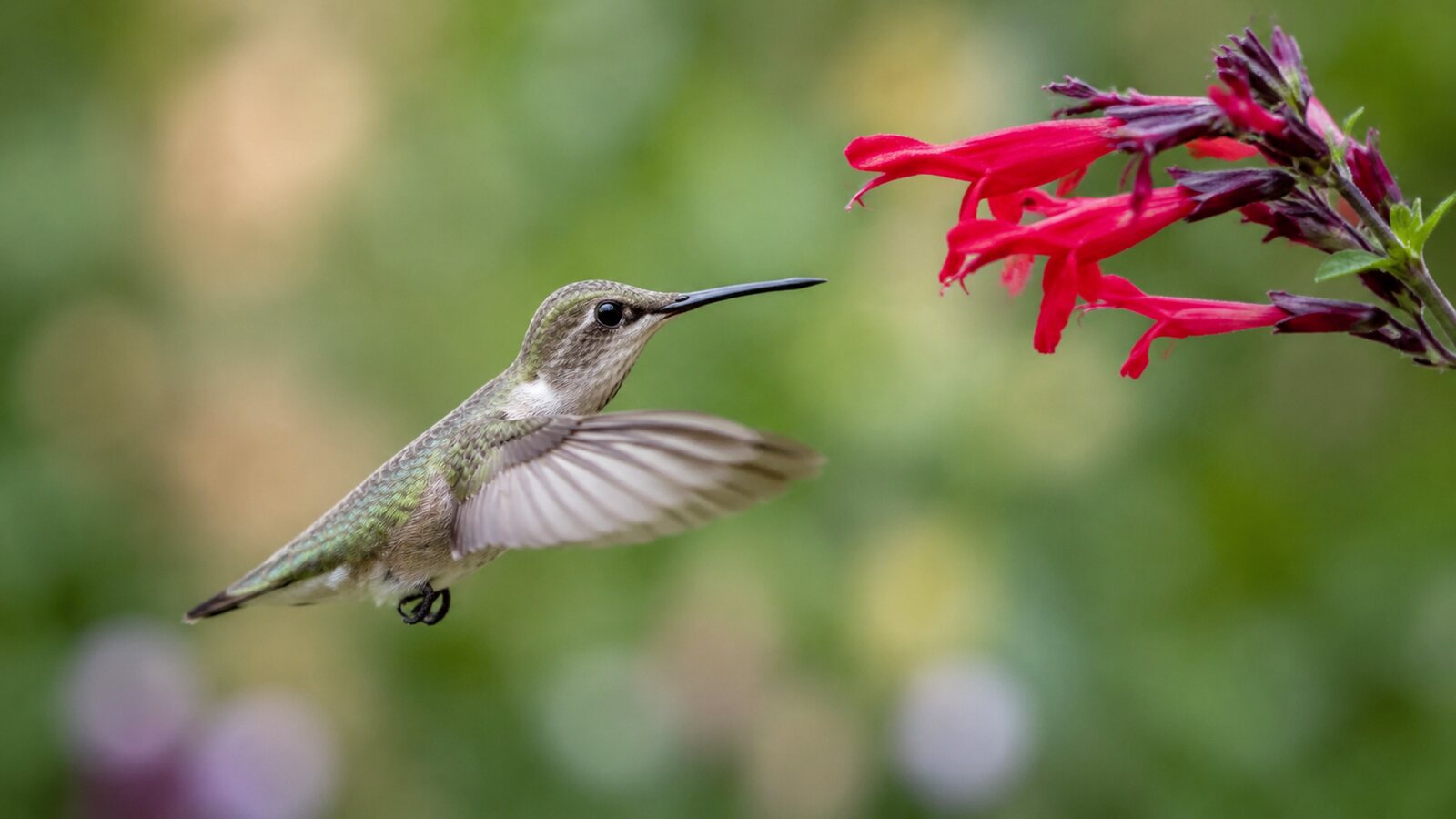 A wild hummingbird backing away from a tubular flower in midair