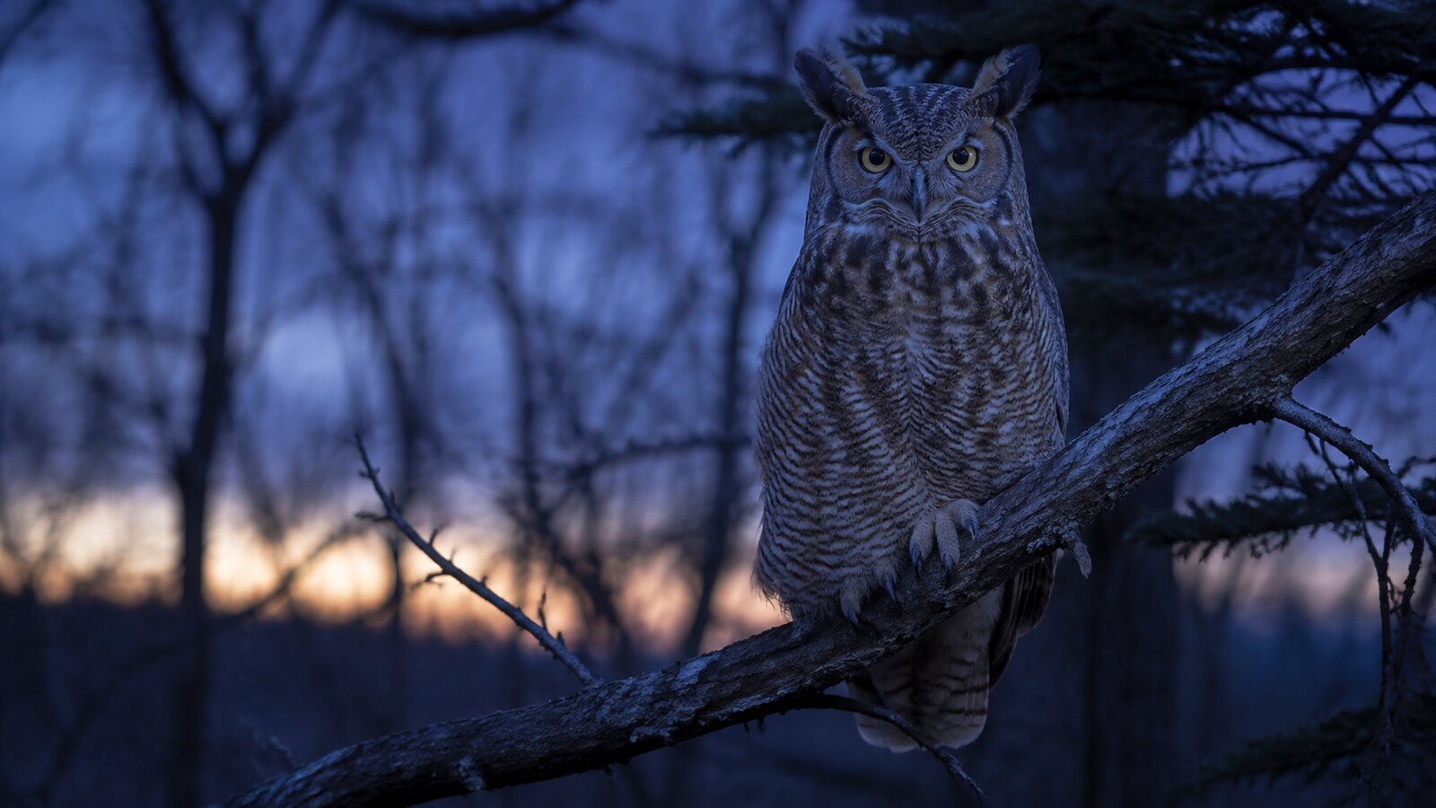 A realistic North American owl alert at dusk in natural low light