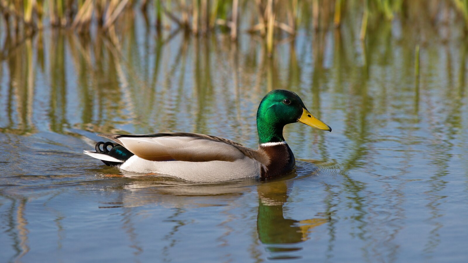 A male Mallard swimming across a calm pond beside wetland reeds
