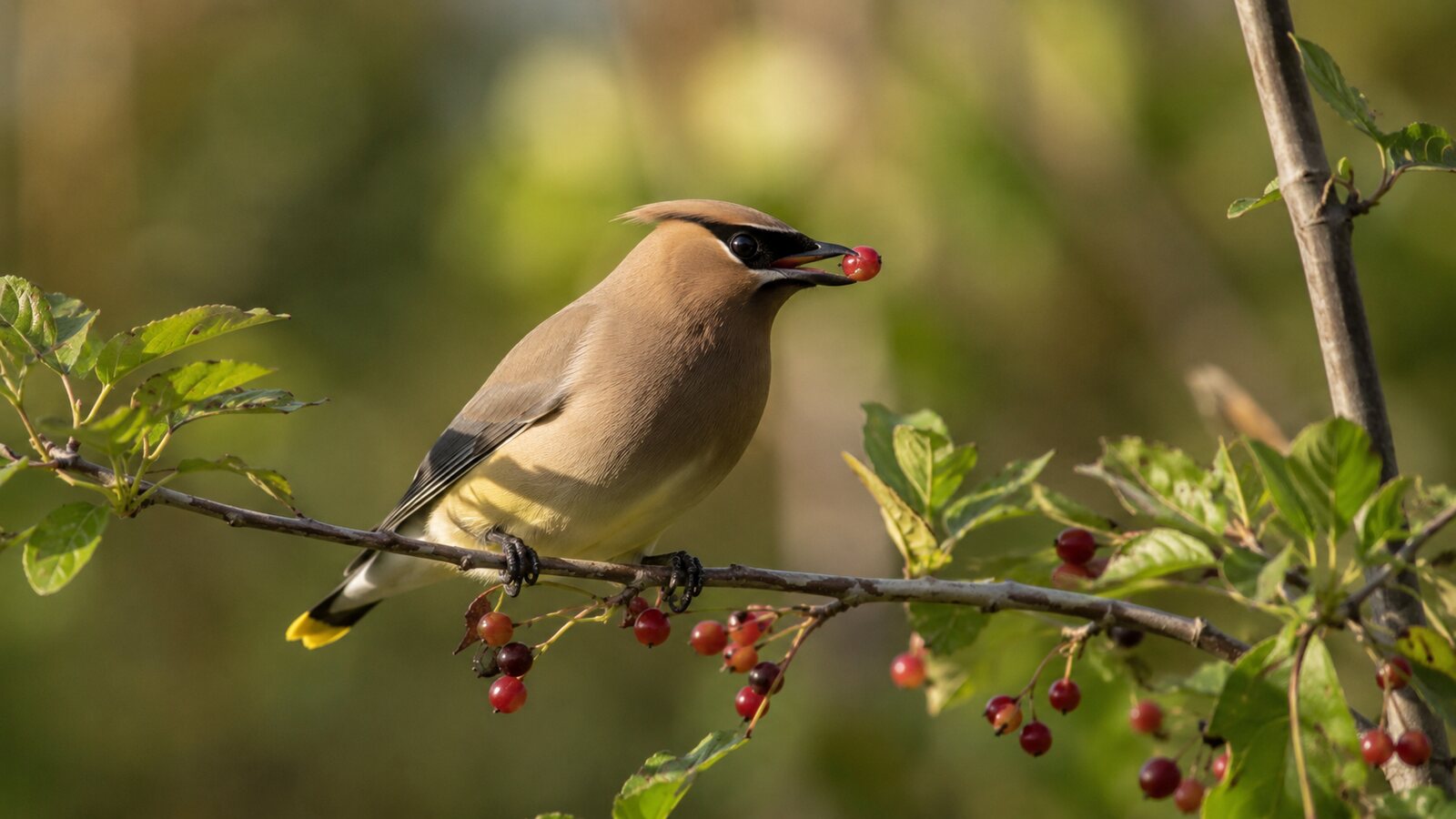 A realistic close view of a North American bird choosing food with its bill
