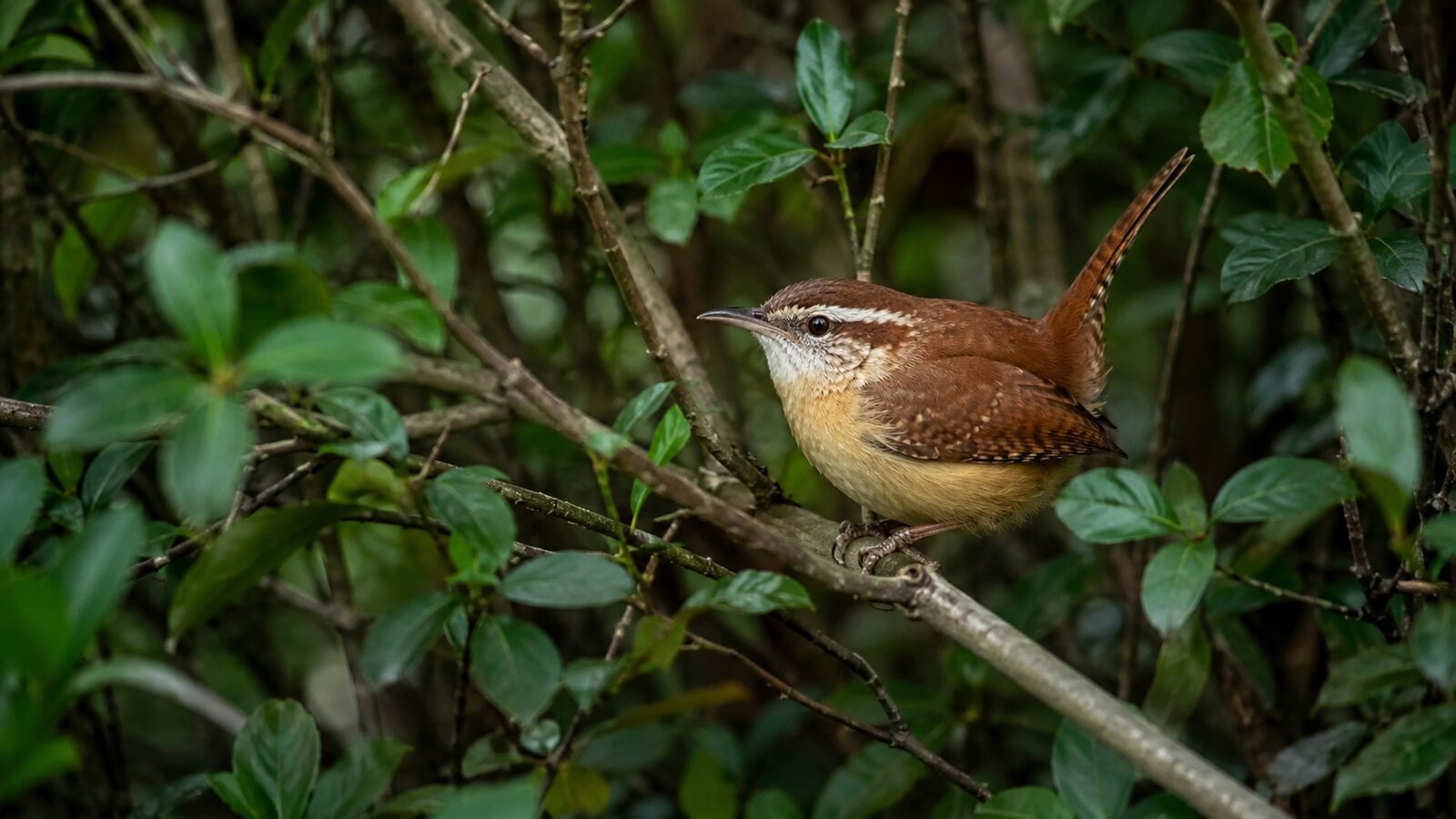 Carolina Wren with a bold white eyebrow and cocked tail in dense backyard shrubs