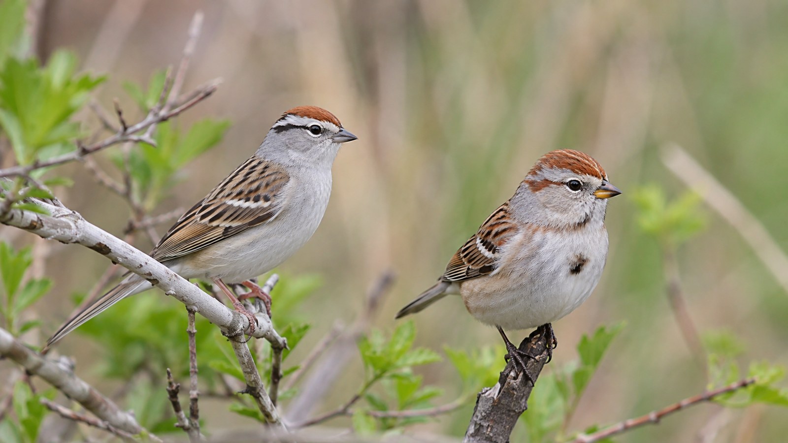 Chipping Sparrow and American Tree Sparrow perched among spring branches