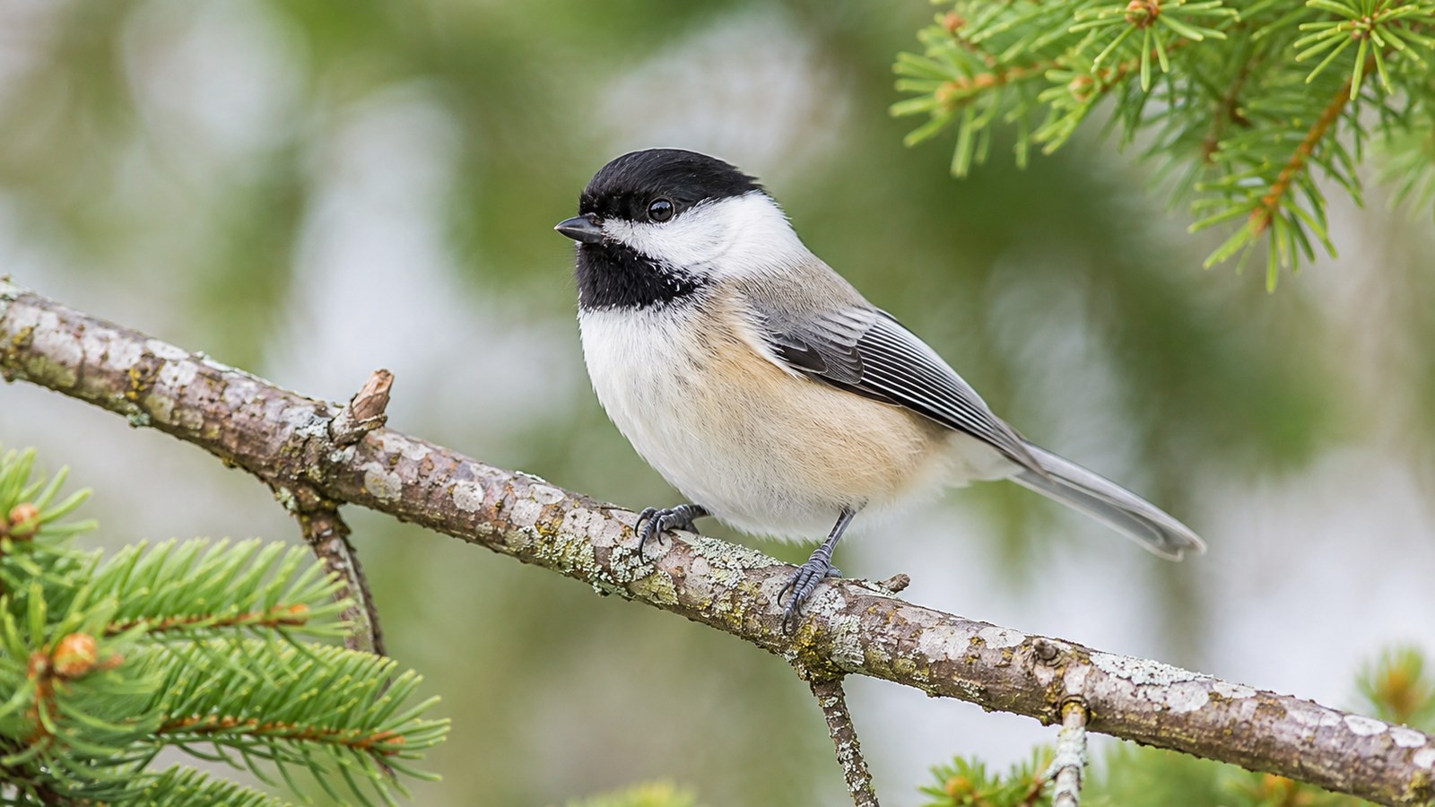 Black-capped Chickadee perched on a lichen-covered branch