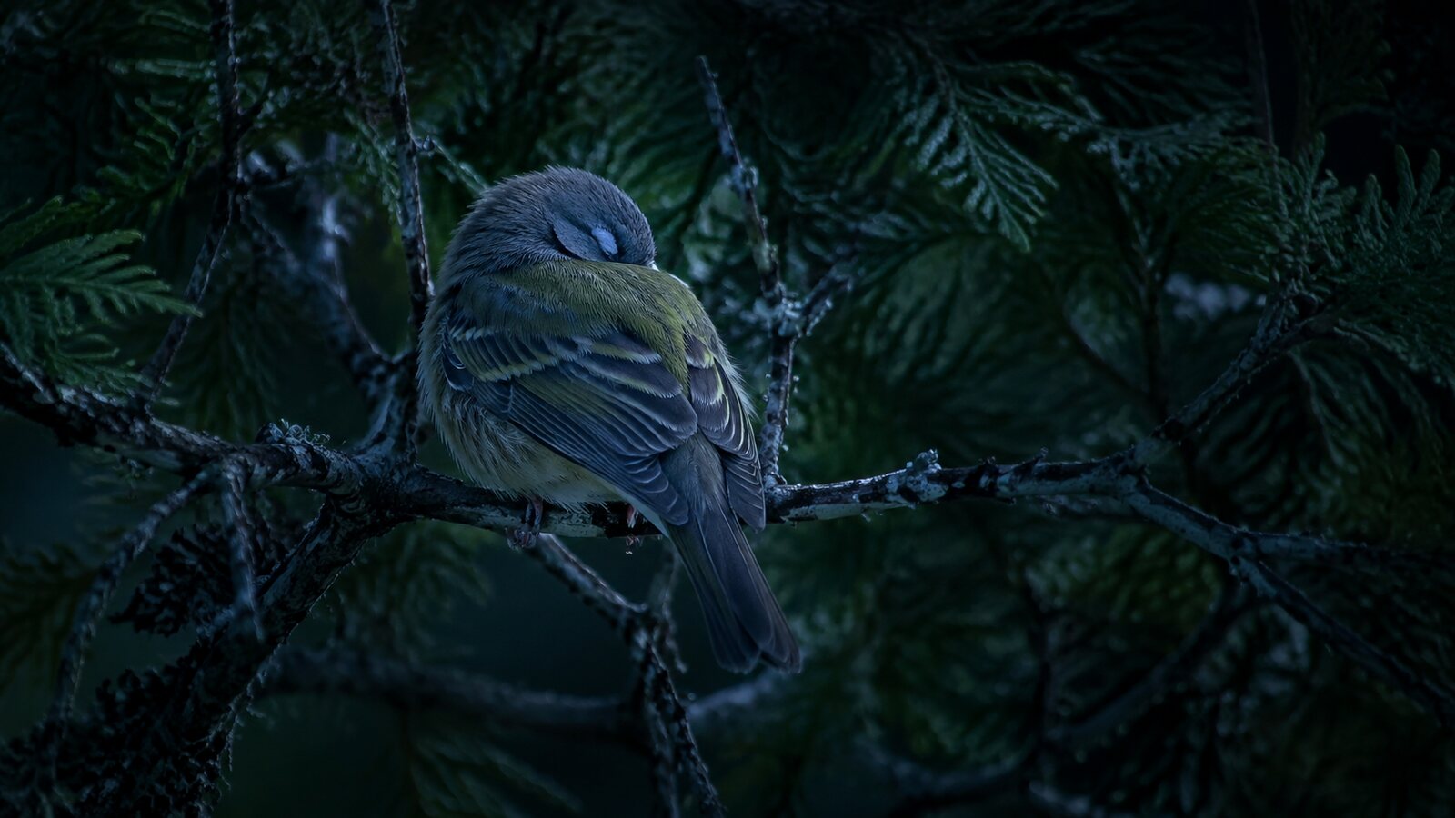 A small wild songbird sleeping with its head tucked into its feathers at night