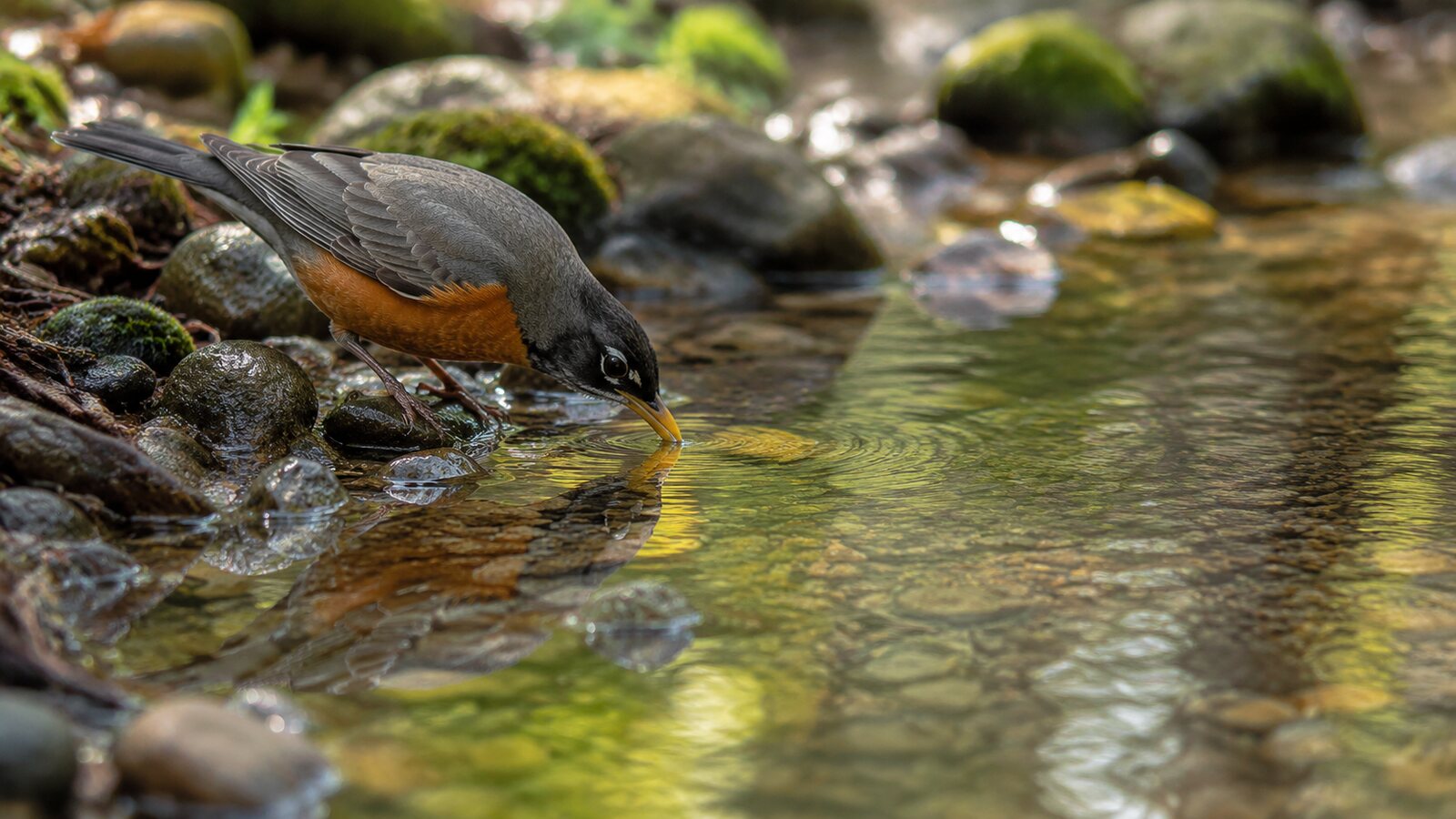 An American Robin drinking from a shallow woodland stream