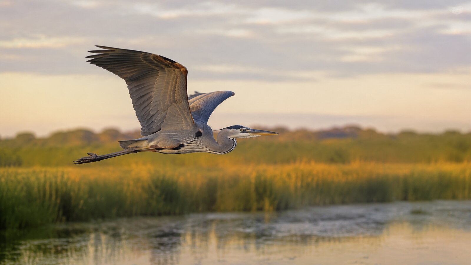 A Great Blue Heron flying over a wetland with its long body and broad wings clearly visible