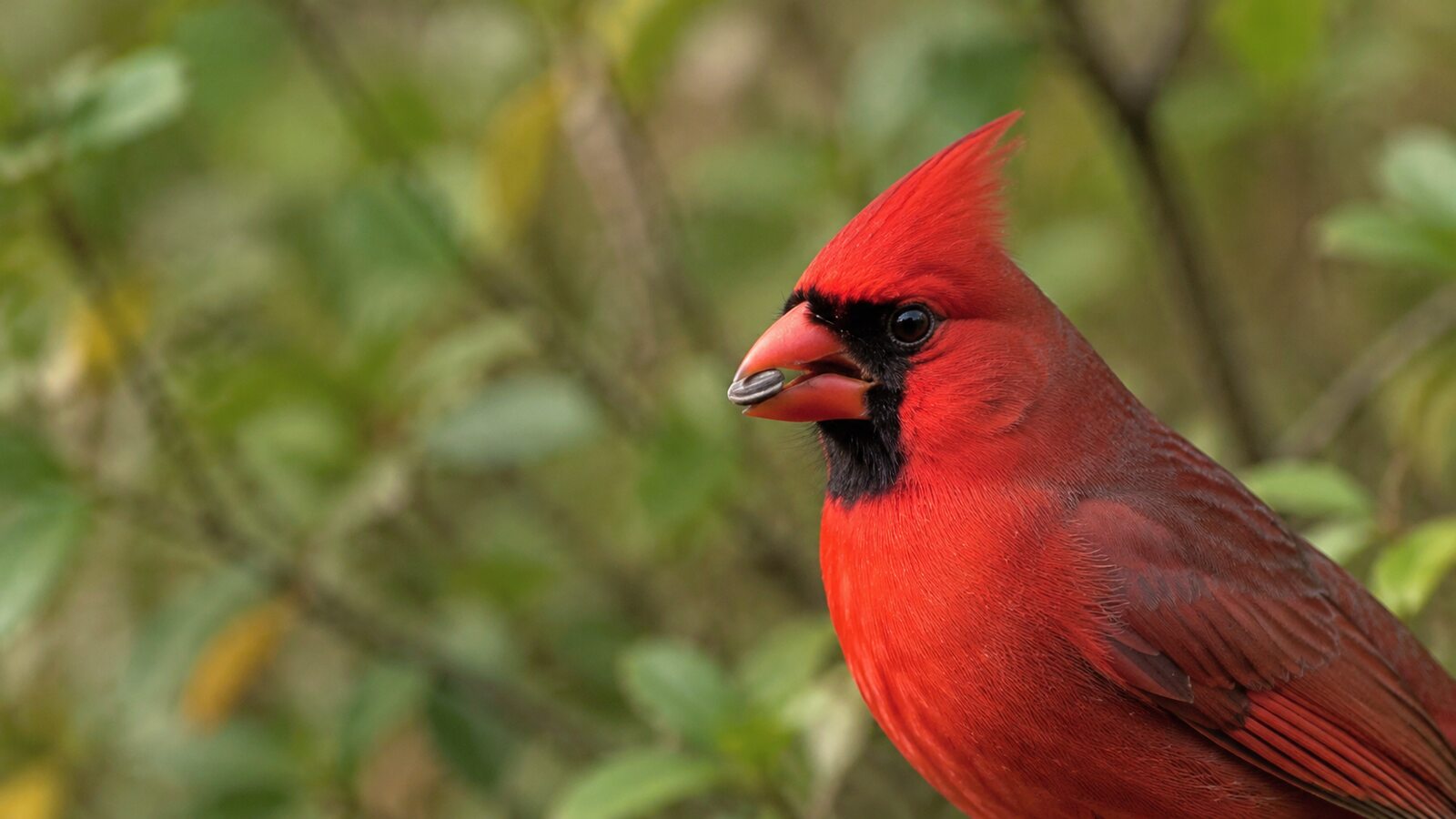 Northern Cardinal holding a sunflower seed in its toothless bill