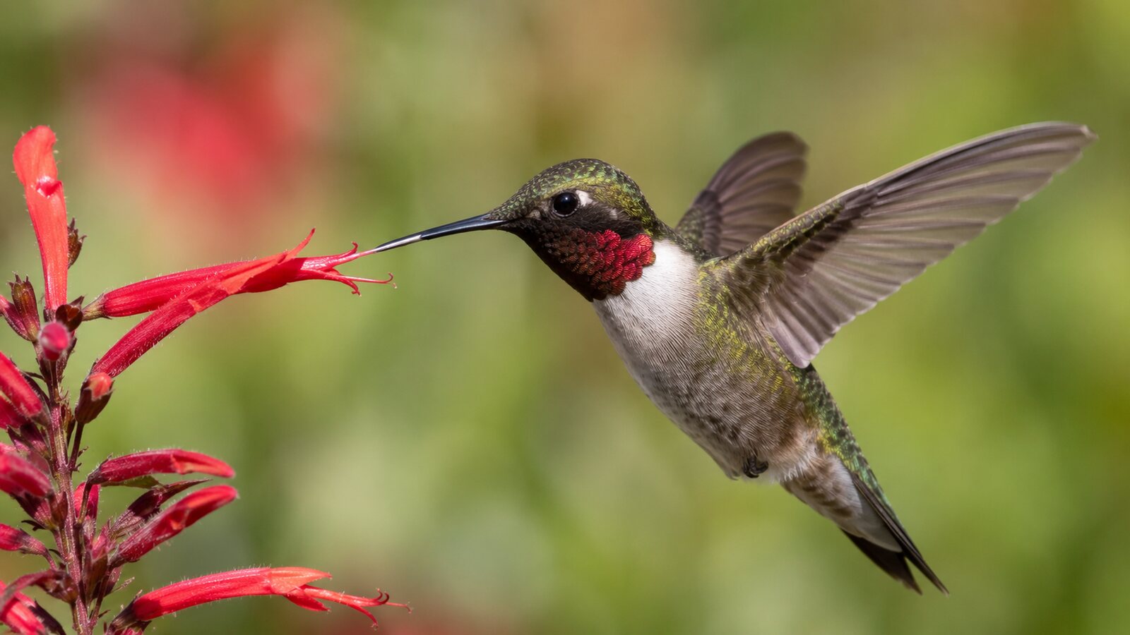 A Ruby-throated Hummingbird extending its thin tongue into a red tubular flower