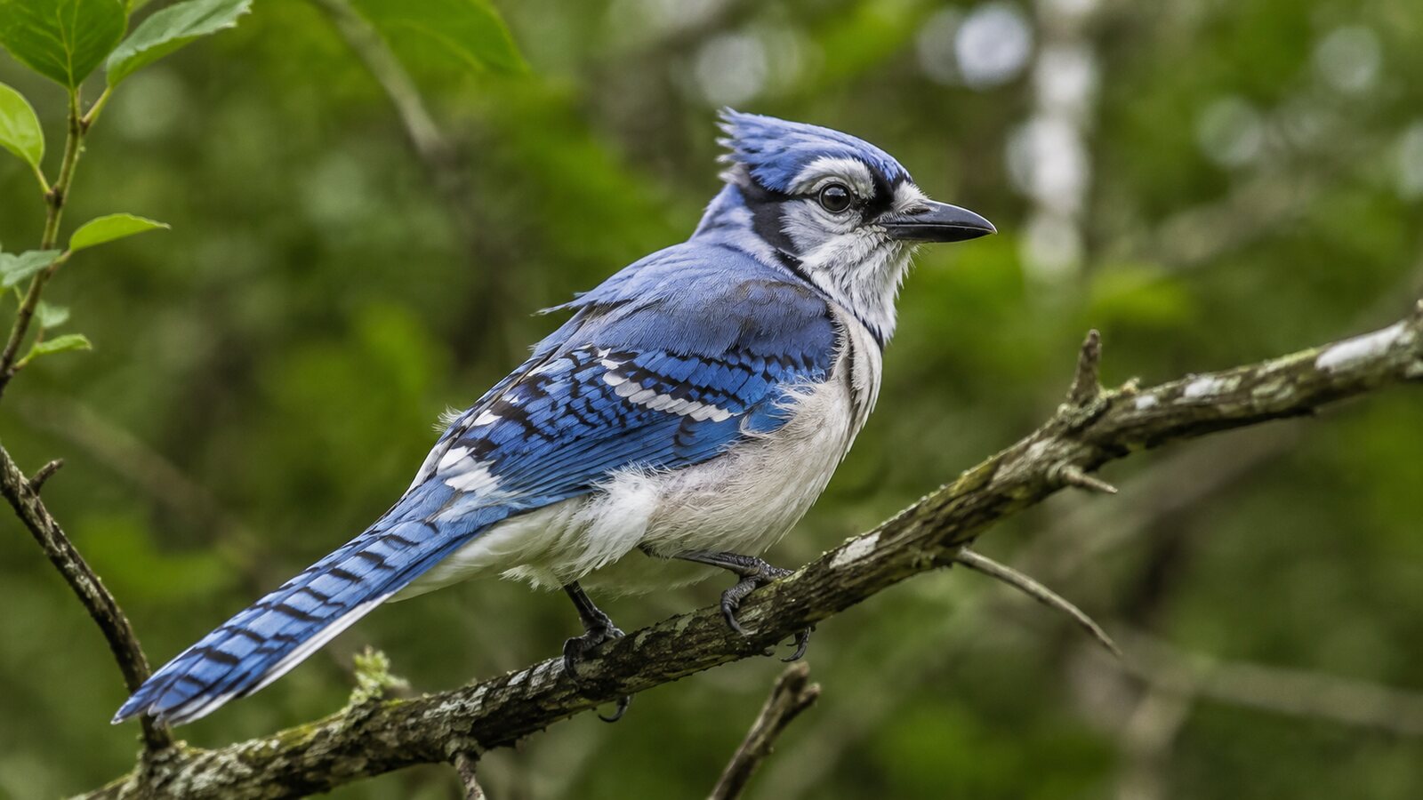 A healthy Blue Jay with subtly uneven new and worn feathers during a normal molt