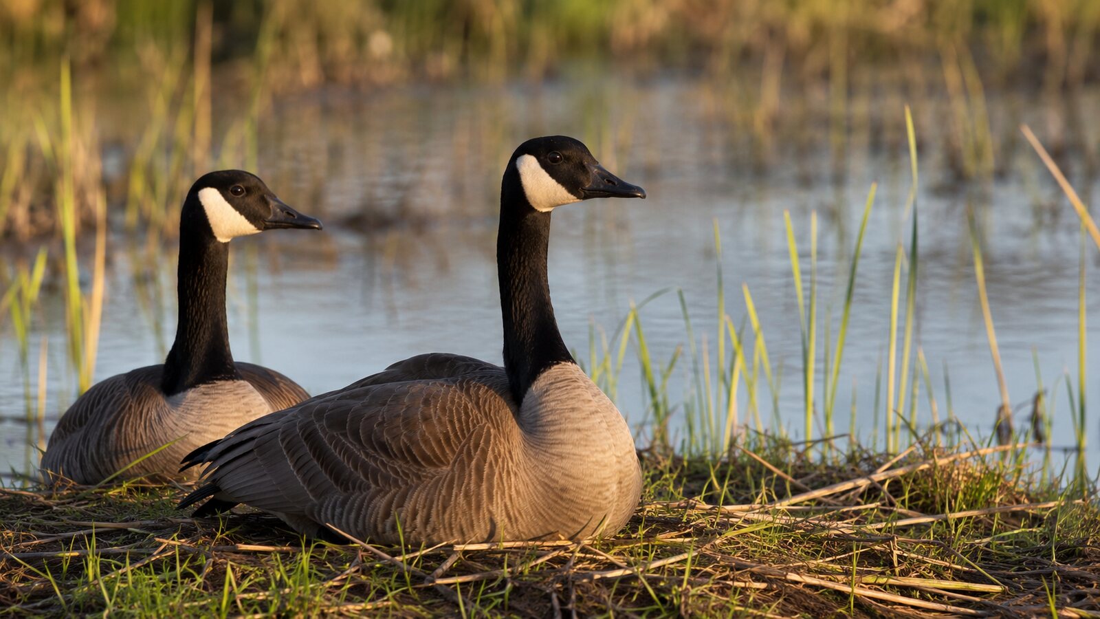 A bonded pair of wild birds perched close together on the same branch