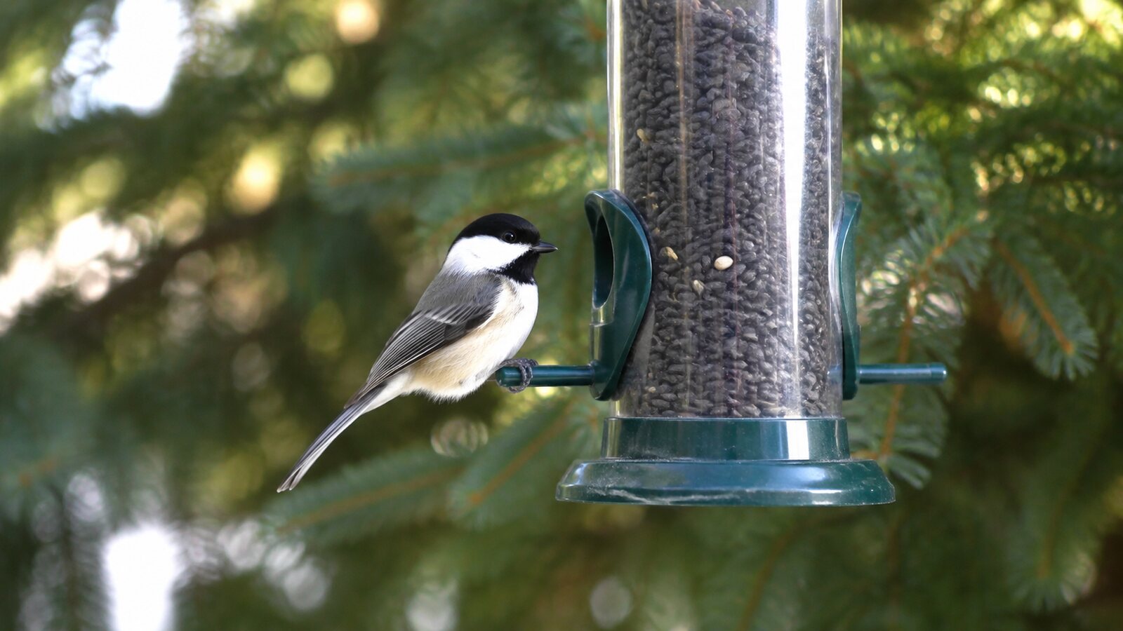 A black-capped chickadee returning to a familiar backyard bird feeder