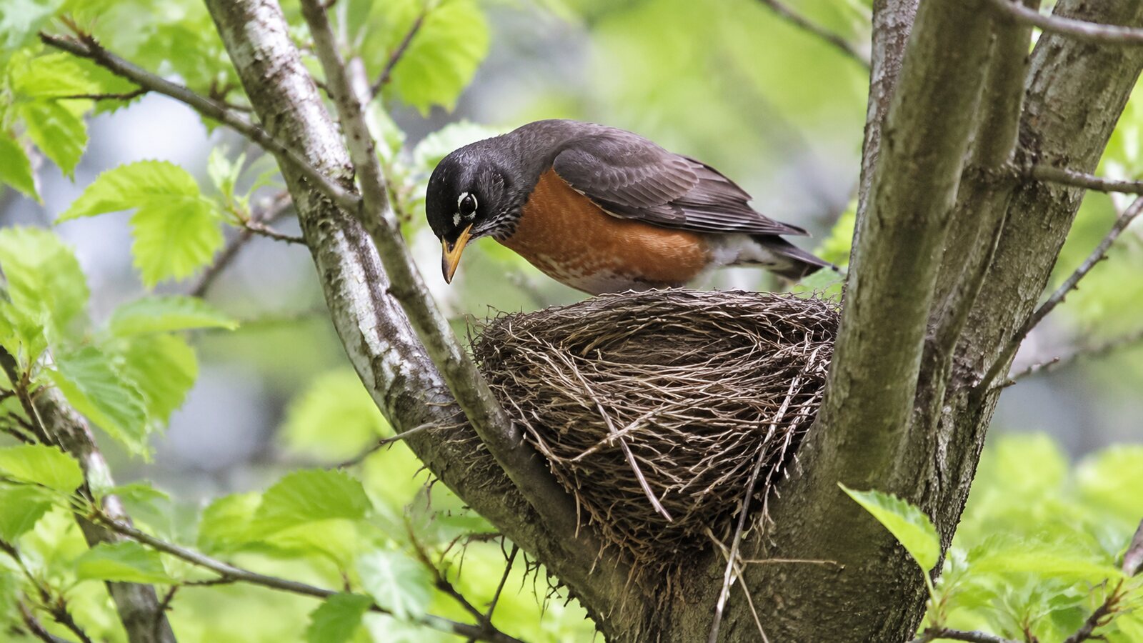 An American Robin inspecting a weathered cup nest in a leafy tree fork