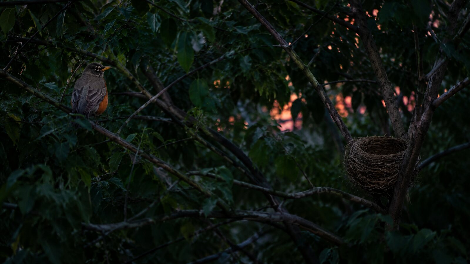An American Robin resting in foliage near an empty cup nest at dusk