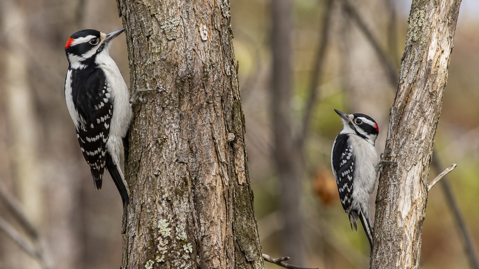 A Downy Woodpecker and Hairy Woodpecker shown for size and bill comparison