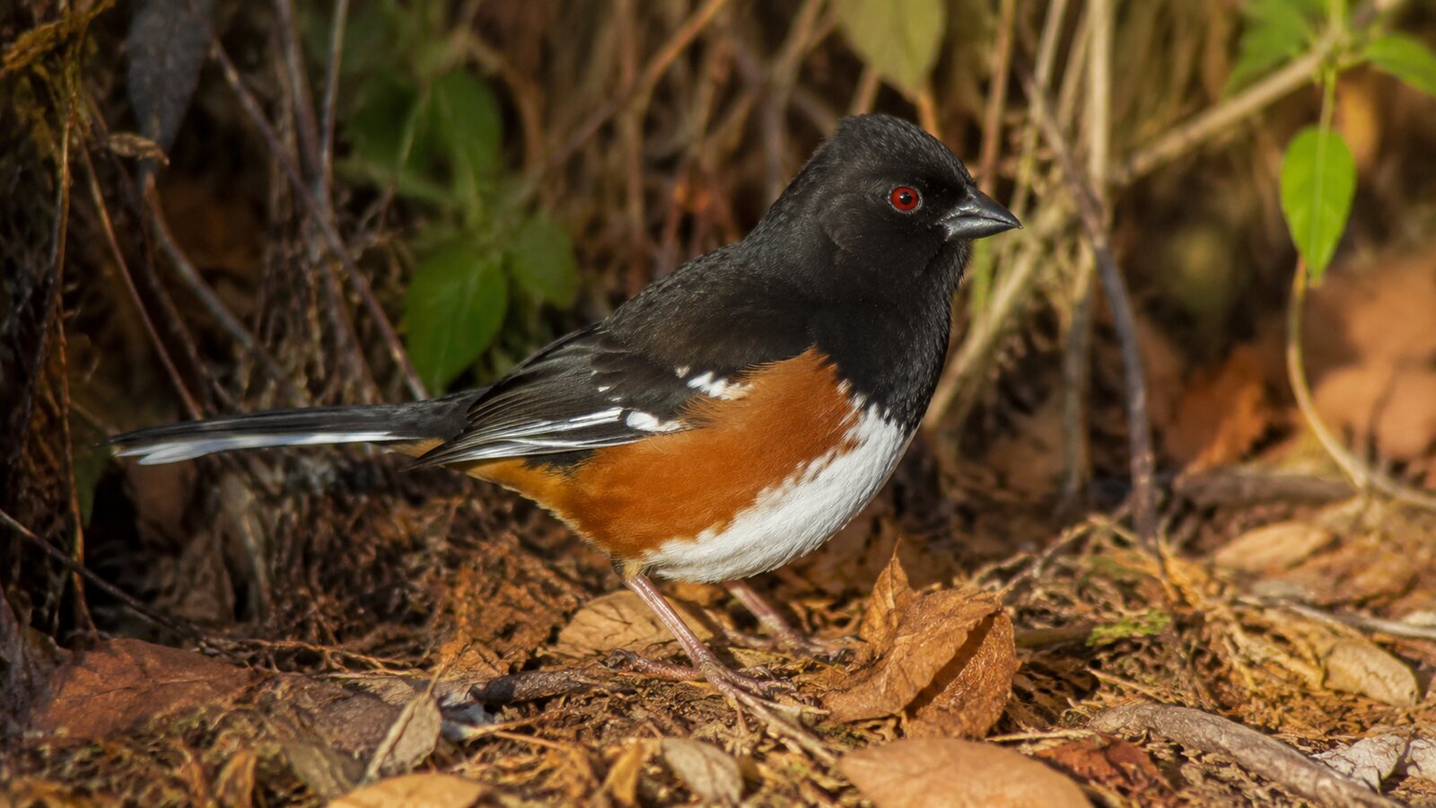 Male Eastern Towhee standing in leaf litter at a brushy woodland edge