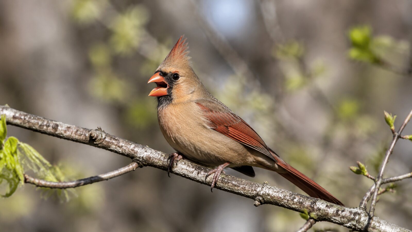 A female Northern Cardinal singing from a branch in spring woodland