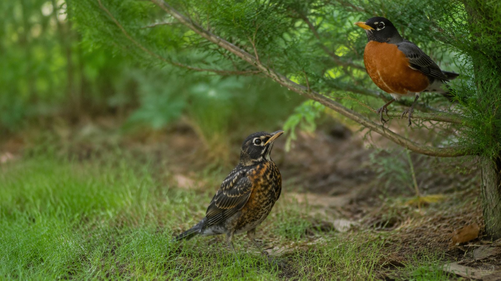 A healthy feathered fledgling waiting in low natural cover while its parent remains nearby