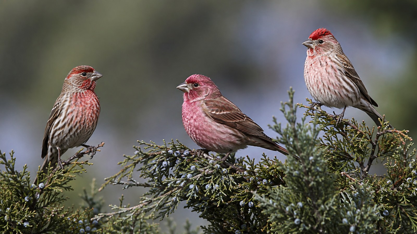 House Finch, Purple Finch, and Cassin’s Finch perched in evergreen boughs