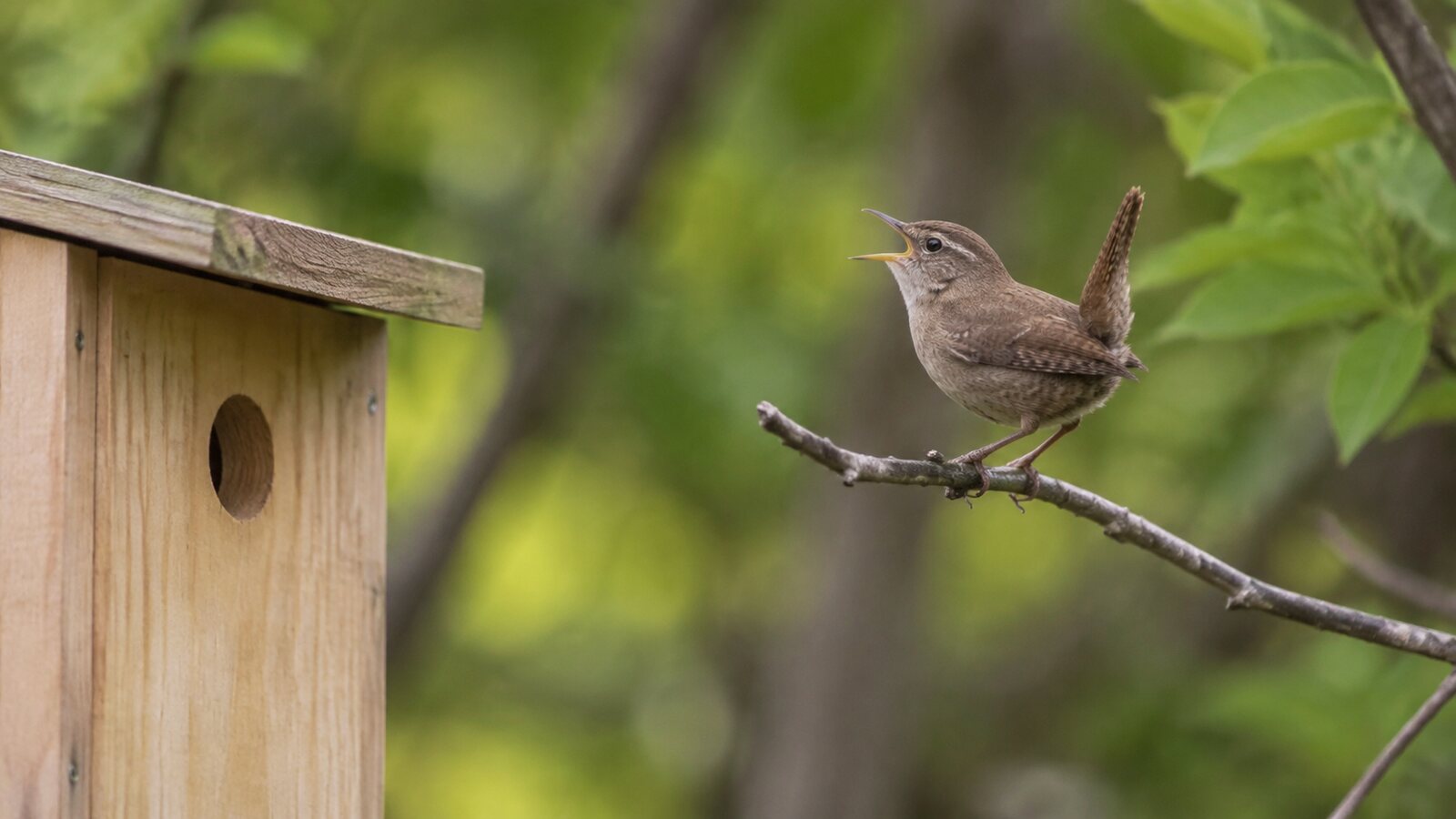 House Wren singing from a twig beside a backyard nest box