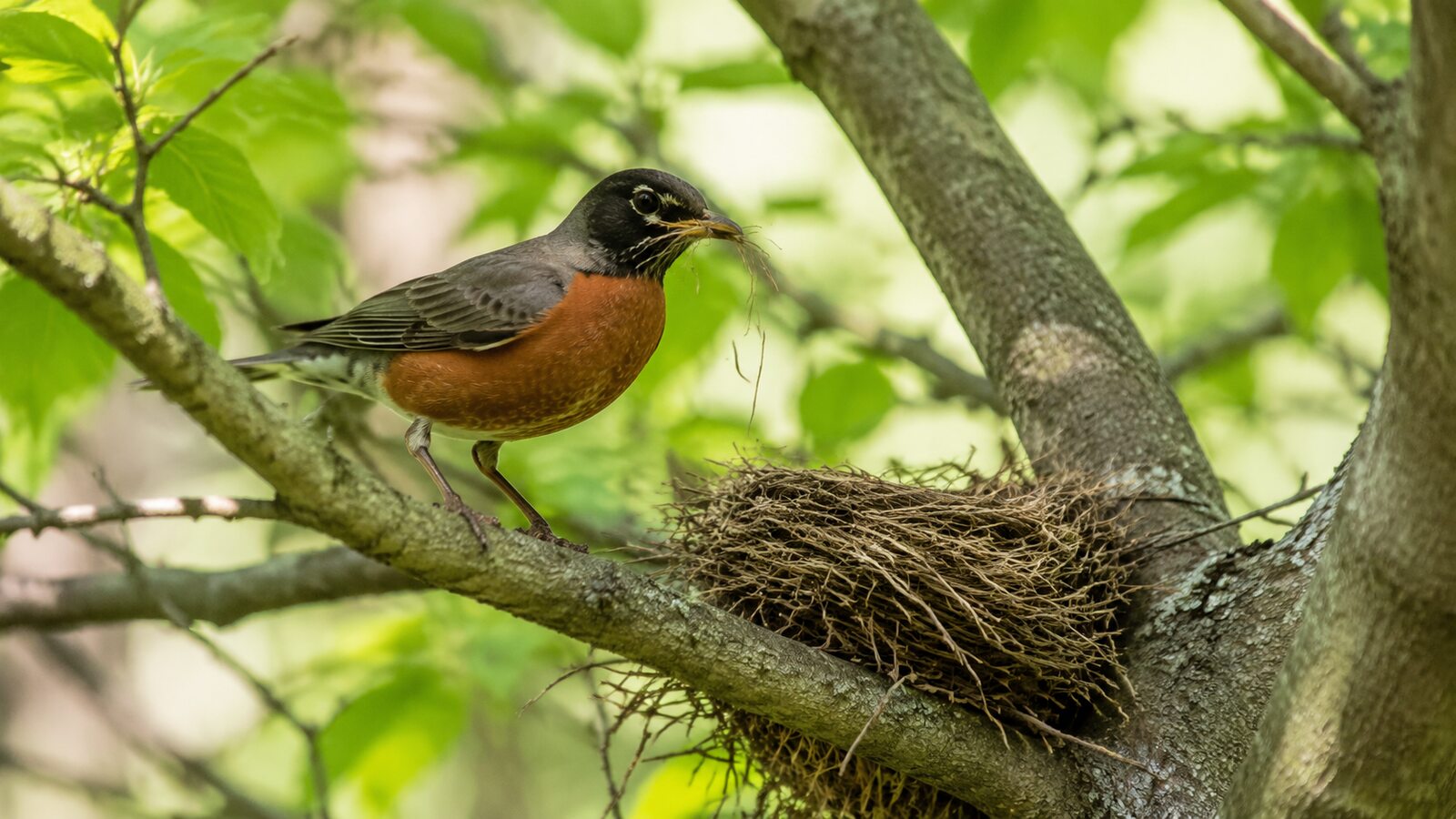 American Robin beside a partly built cup nest in a leafy tree