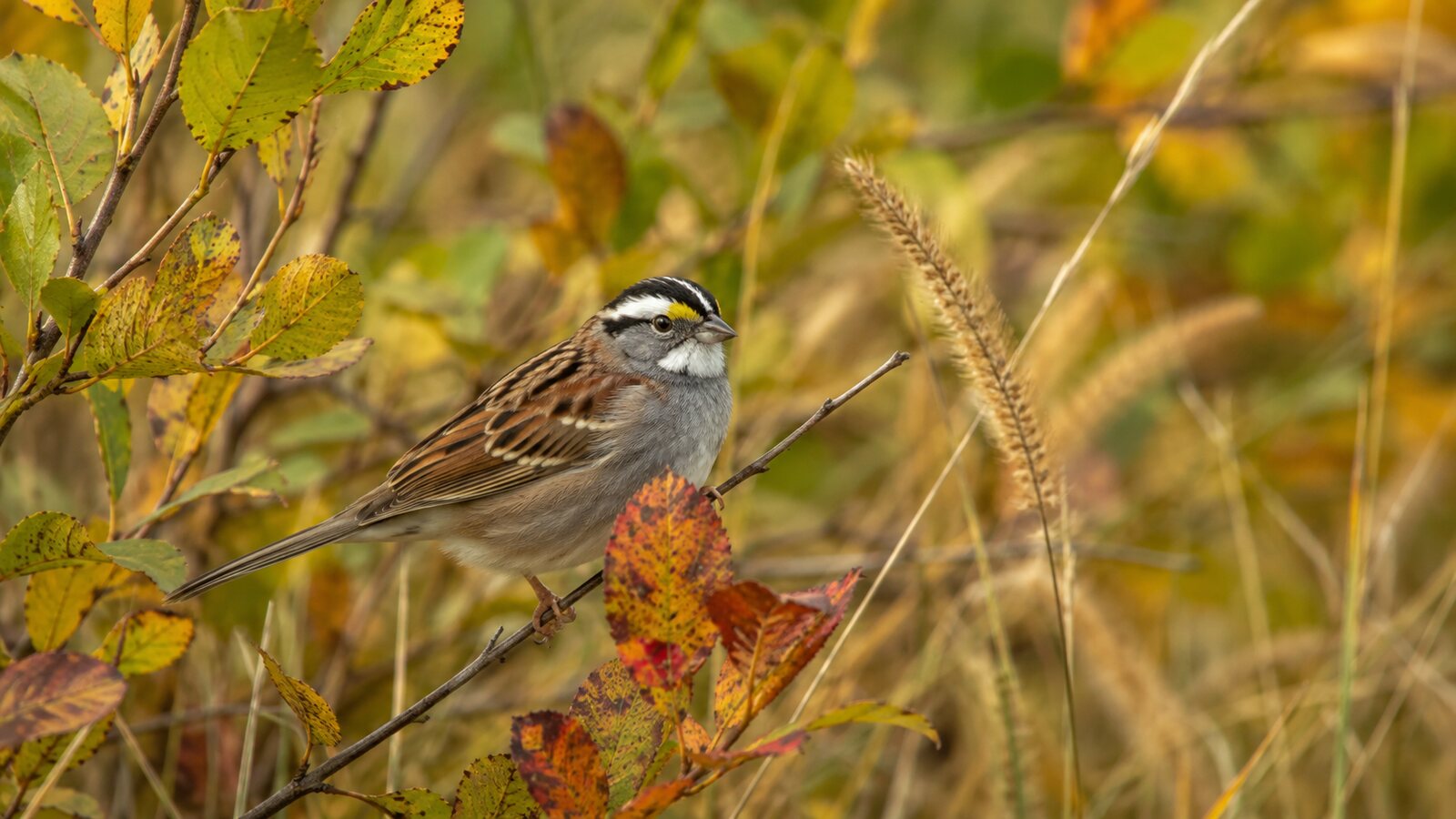A White-throated Sparrow in grasses changing from summer green to fall gold