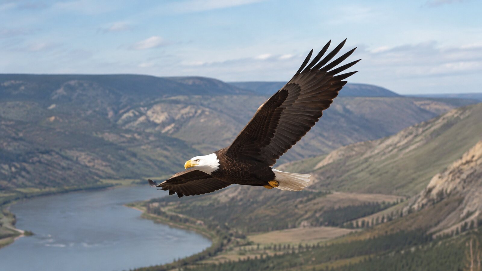 A Bald Eagle in natural flight with its broad wings and separated primary feathers clearly visible