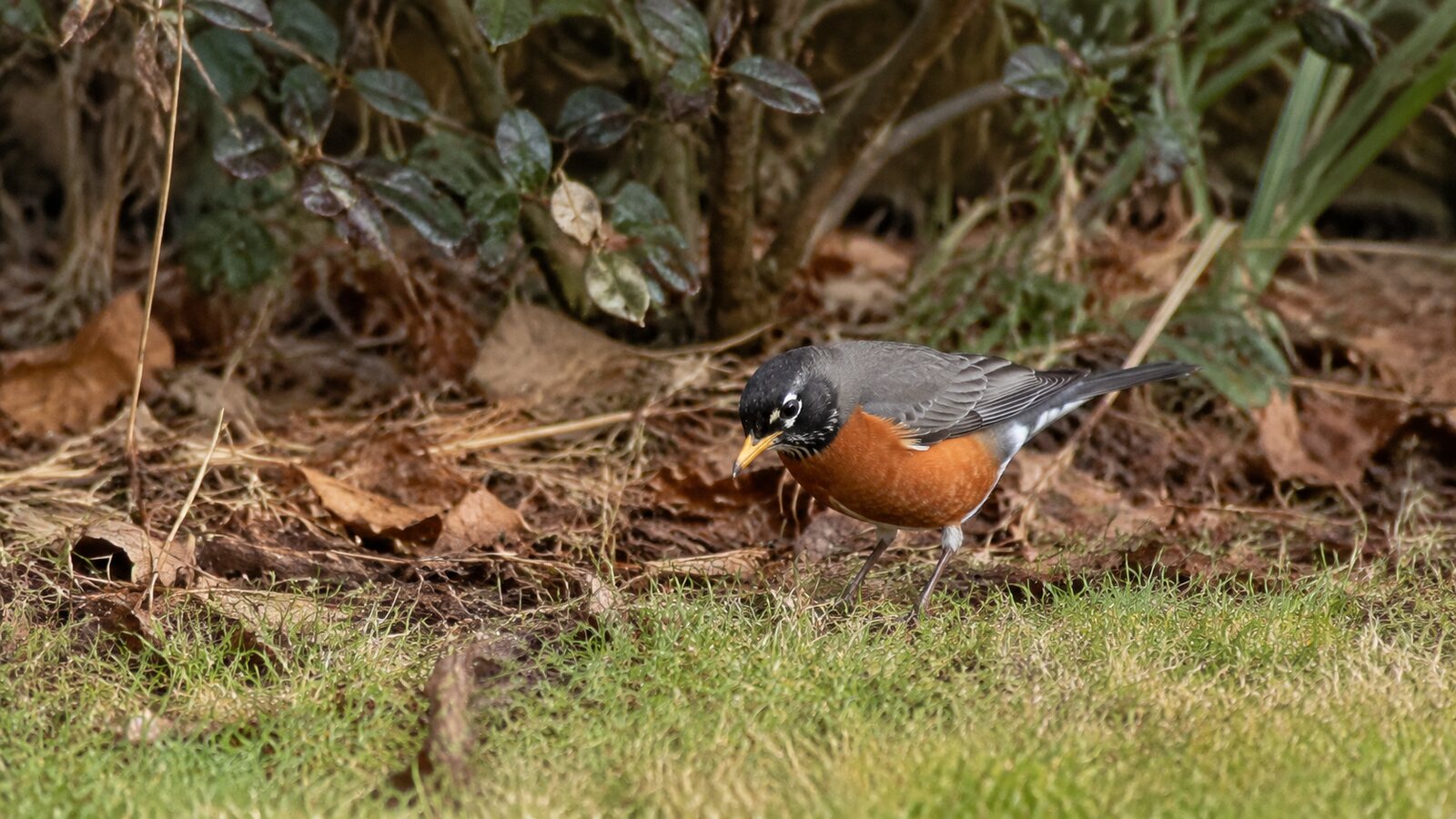 An American Robin searching through grass for food