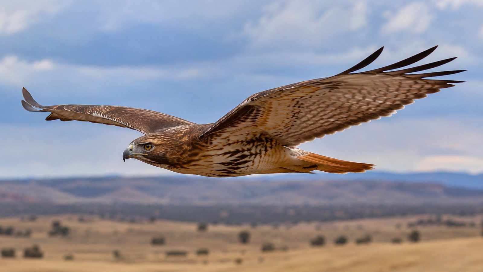 A Red-tailed Hawk flying with its wings fully extended over open country