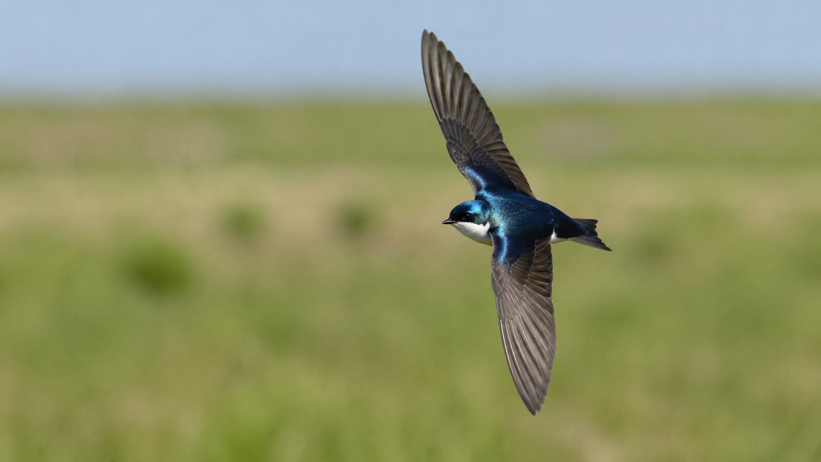 A Tree Swallow banking through a natural turn with one wing raised and its tail adjusted
