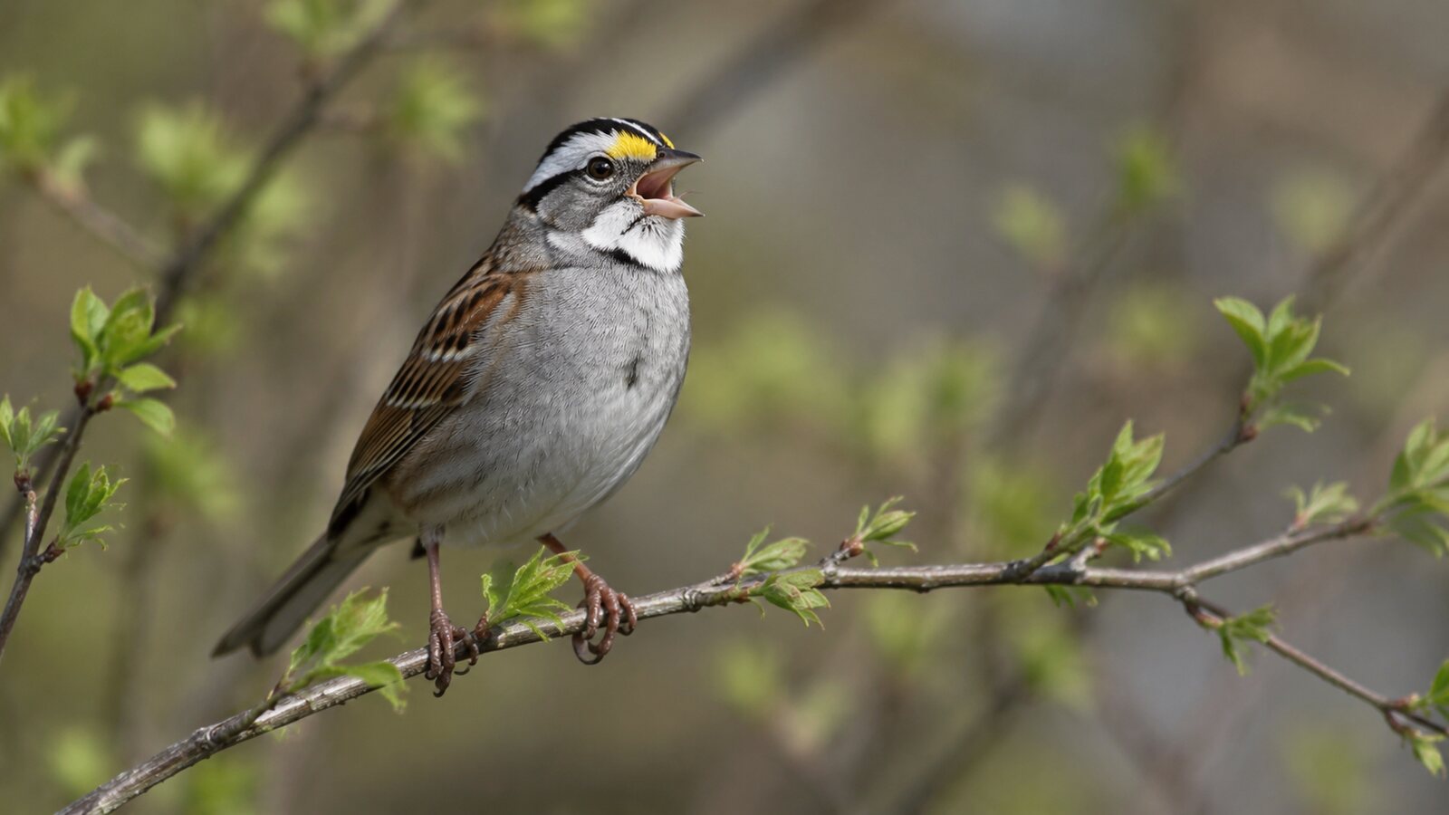 A White-throated Sparrow singing from a low woodland shrub