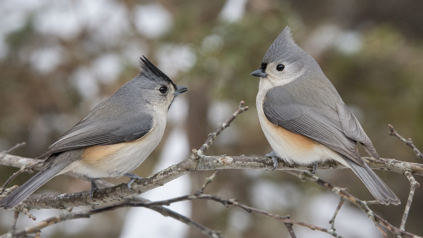 Two crested titmice perched on woodland branches for the titmouse sound identification guide