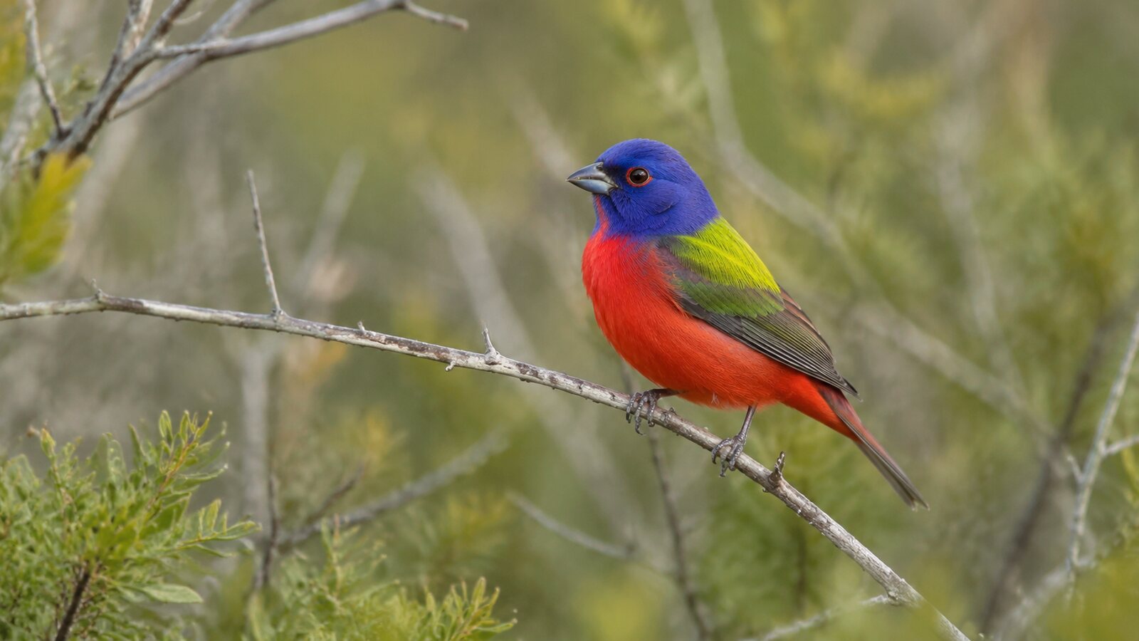 Adult male Painted Bunting with blue, green, red, and yellow plumage perched in coastal scrub