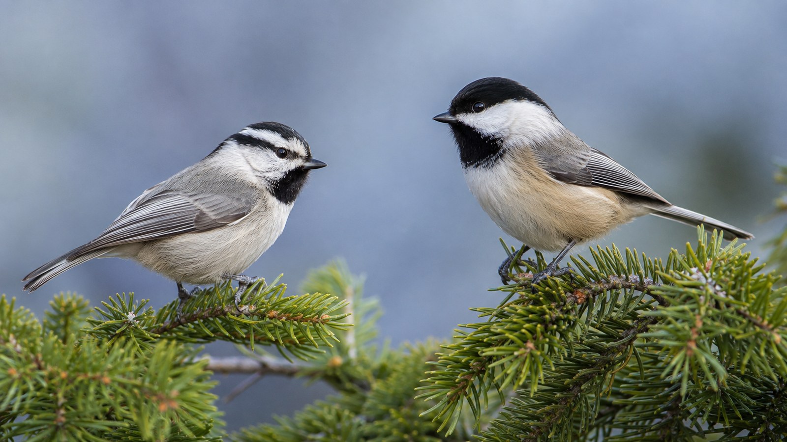 Mountain Chickadee and Black-capped Chickadee perched on evergreen branches