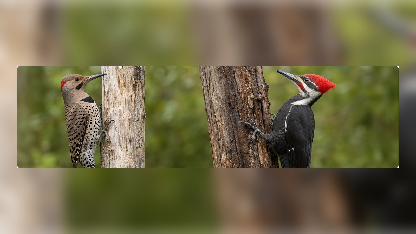 Northern Flicker and Pileated Woodpecker clinging to tree trunks for comparison