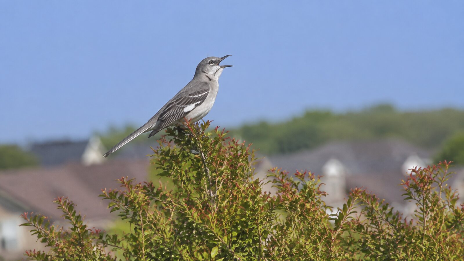Northern Mockingbird singing from the top of a suburban shrub