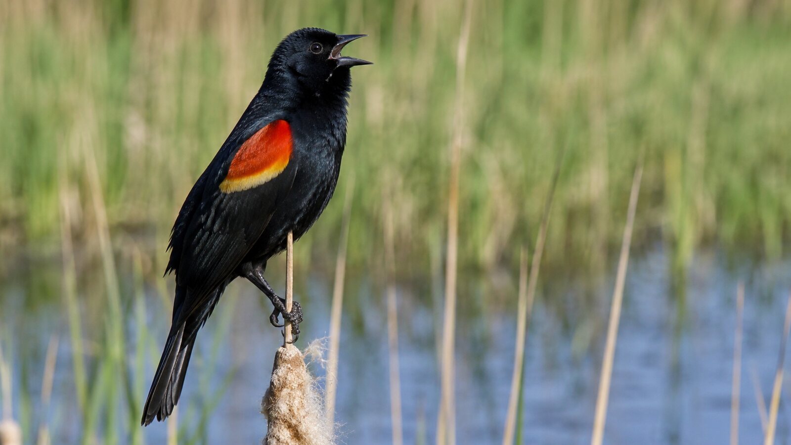 Male Red-winged Blackbird singing from a cattail in a freshwater marsh