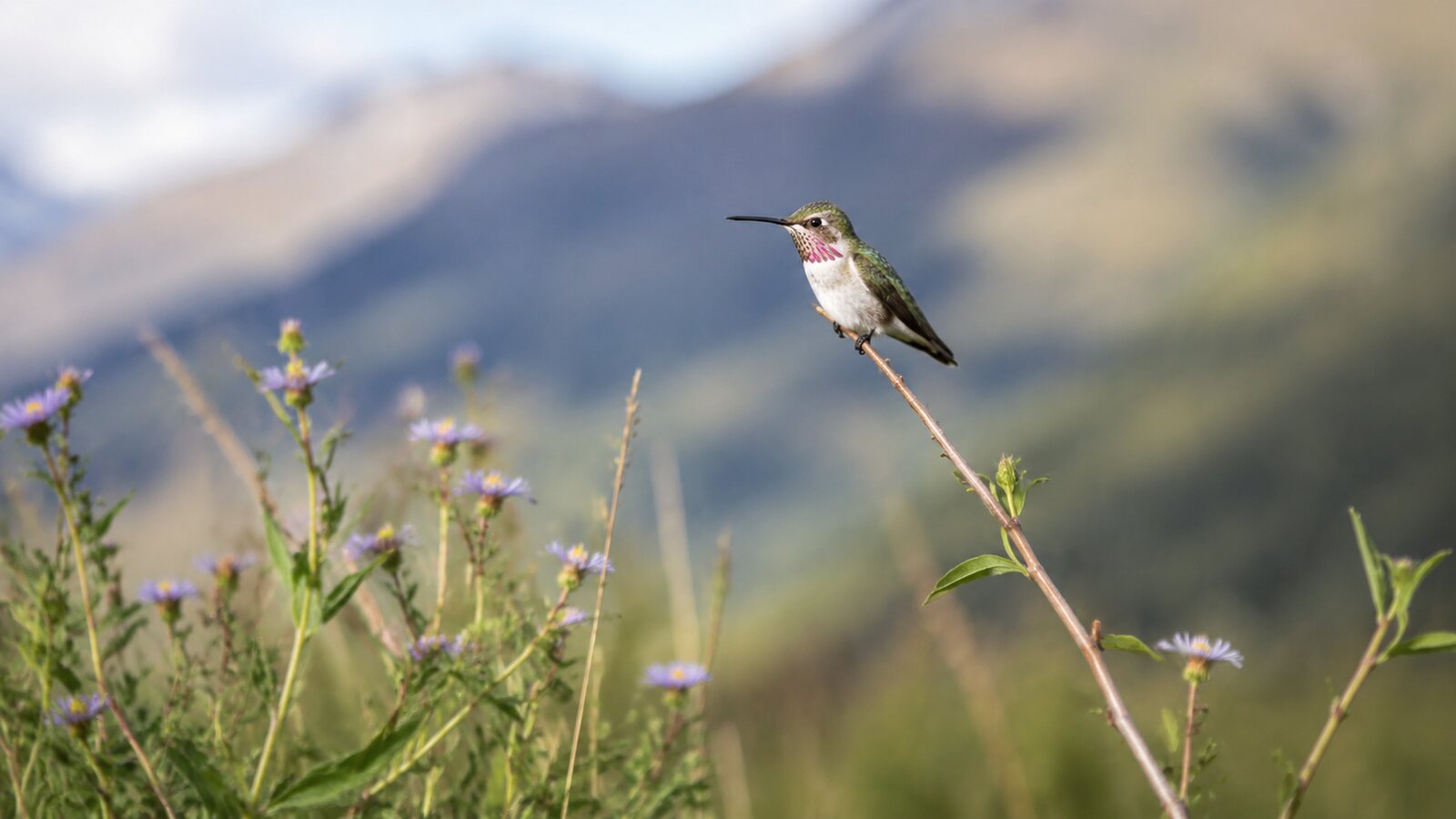 Tiny male Calliope Hummingbird with magenta throat rays perched beside western wildflowers