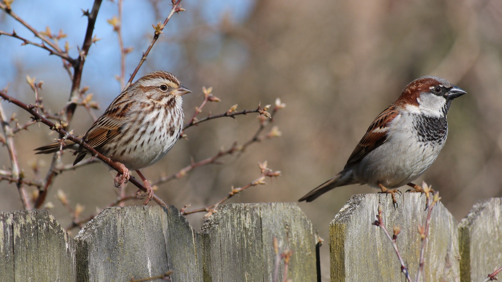 A House Sparrow and Song Sparrow shown for comparison