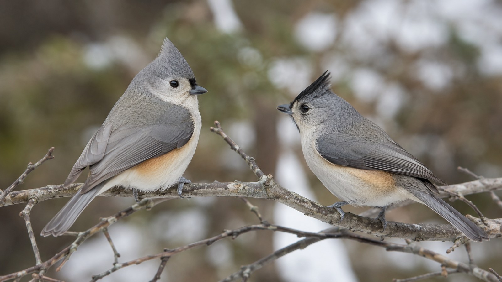 Tufted and Black-crested Titmice shown for side-by-side identification