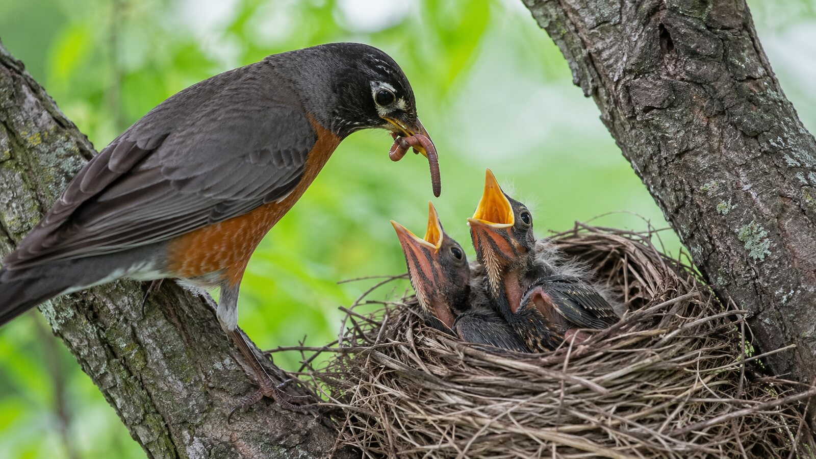 An adult American Robin bringing a worm to two young birds in a tree-fork nest