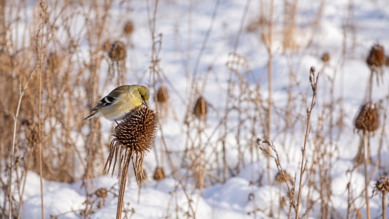 Small North American birds feeding in a winter garden