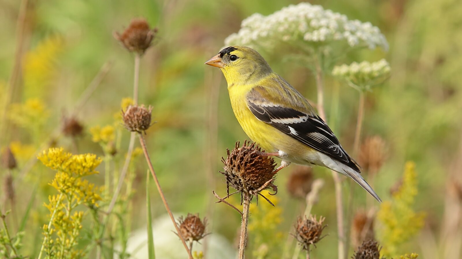 A male American Goldfinch changing from bright breeding plumage into its muted fall plumage